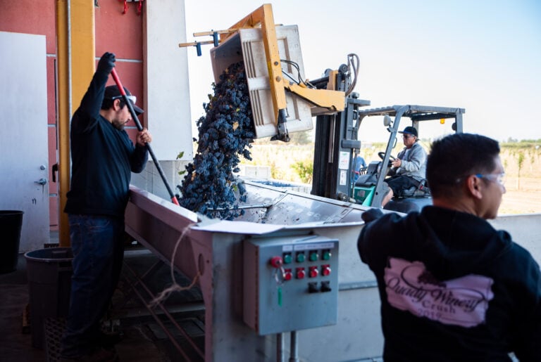 Harvest at Quady Winery as three Quady employees dump wines grapes into hopper to be crushed.