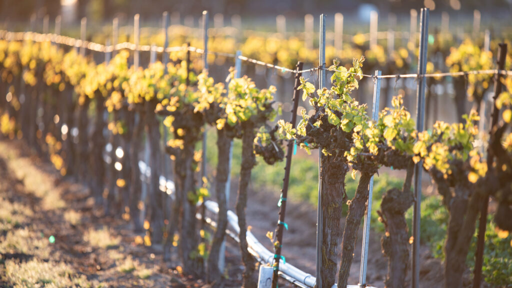 Rows of Muscat grape vines at Quady Winery in Madera, CA.