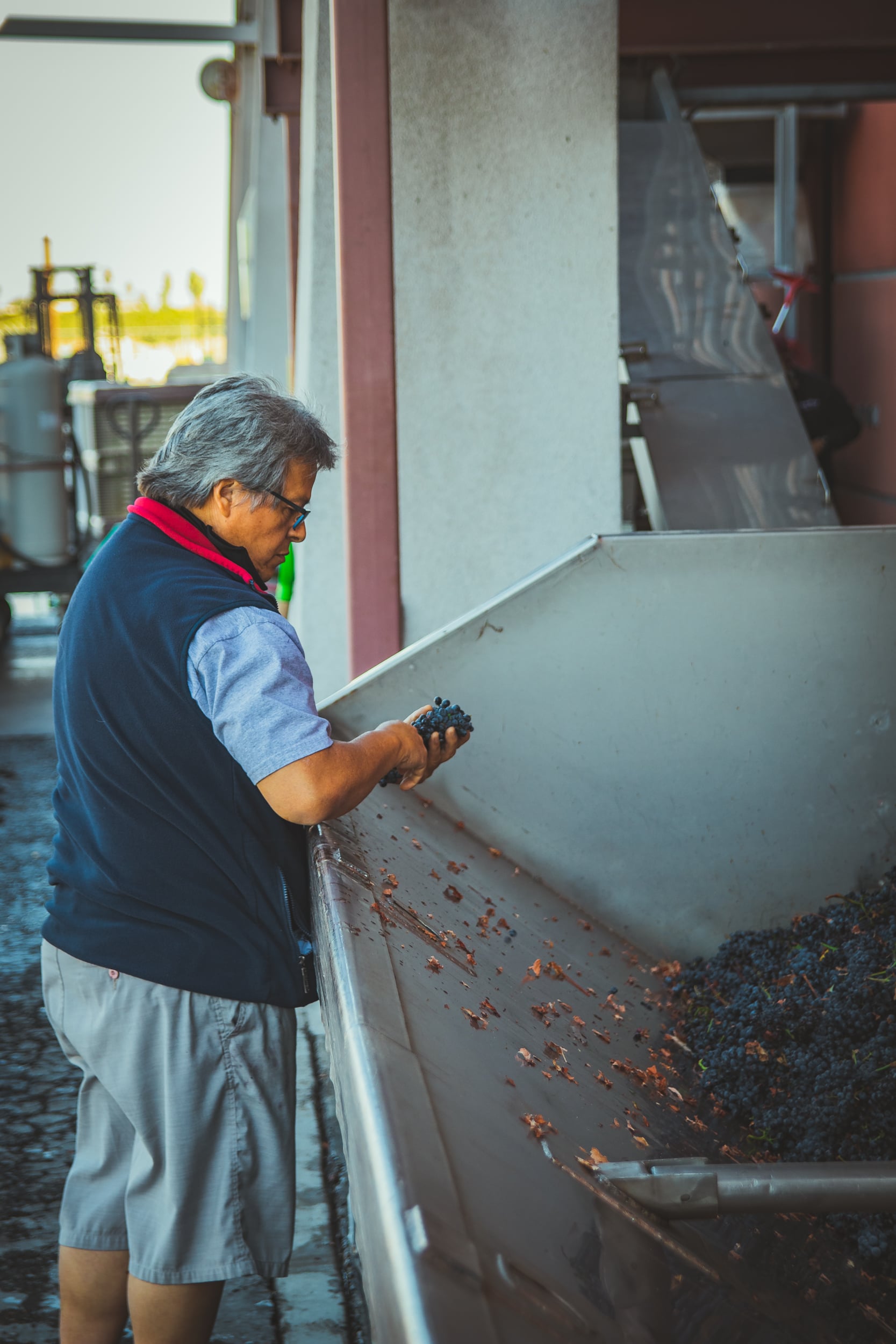 Dan our production manager inspecting grapes from the press