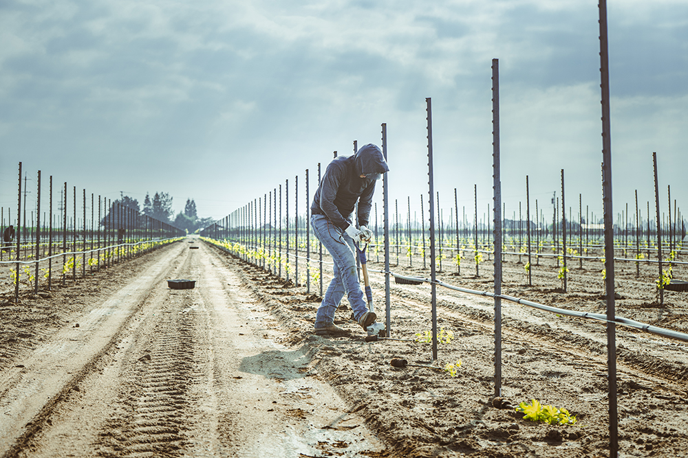 New Black Muscat planted in a certified sustainable field