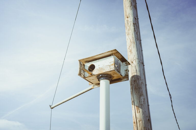 Owl Box next to a power pole at Quady Winery