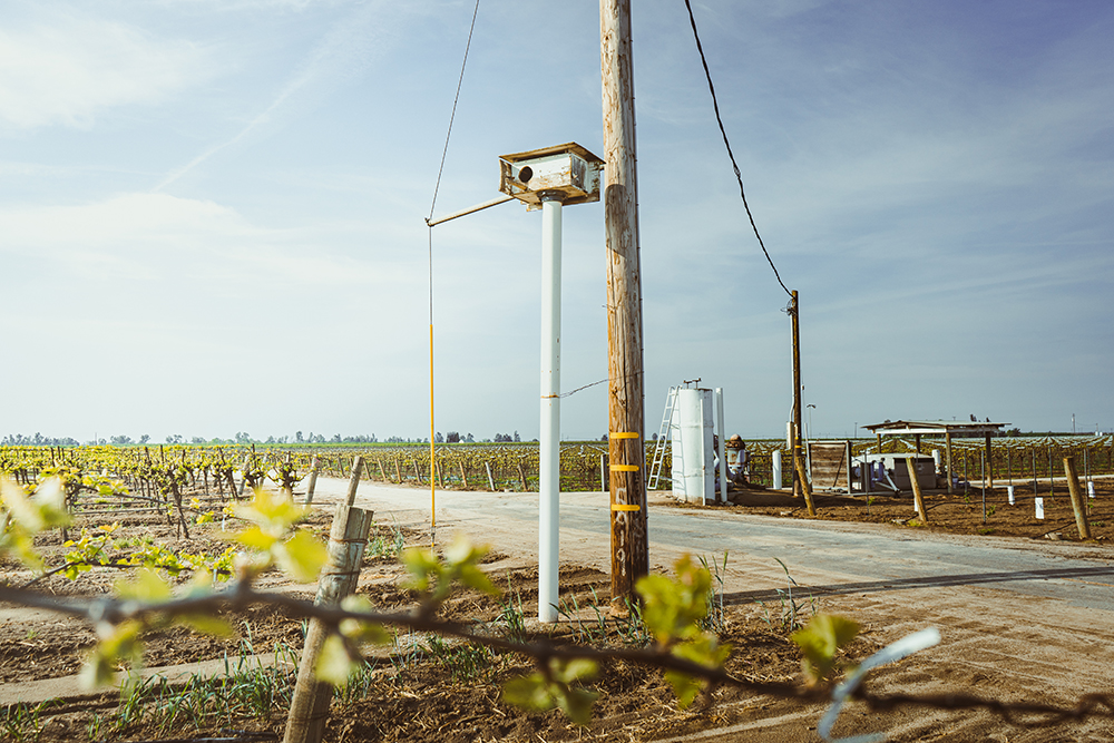 Owl box in the vineyards
