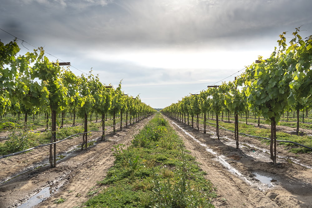 Prosperi Vineyard