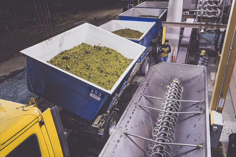 A truck full of grapes begins to dump a container of grapes into the crusher.