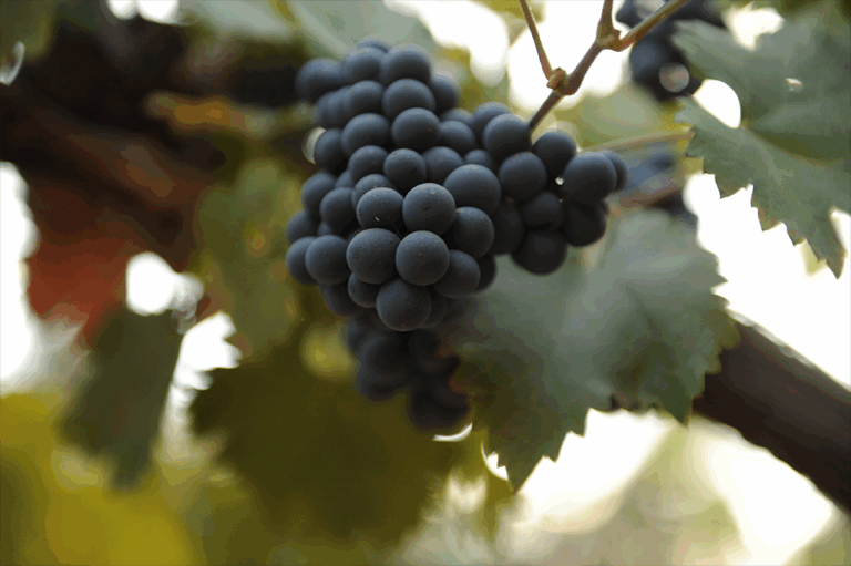 Black Muscat grape cluster hanging on vines