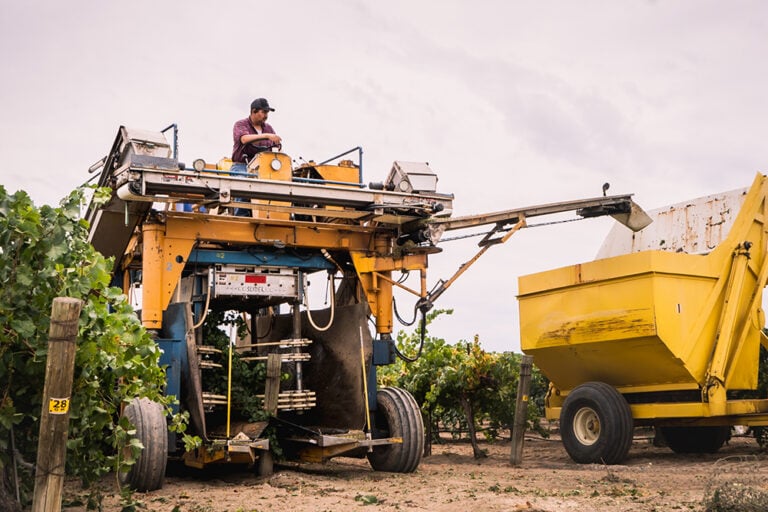 Crushing Muscat Canelli grapes