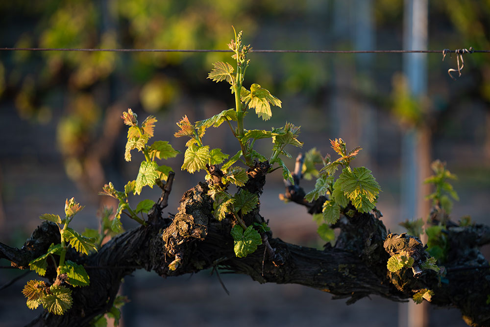 Orange Muscat vine during bud break